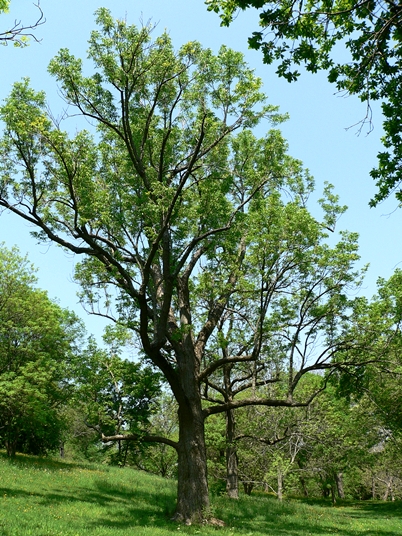 {Fraxinus quadrangulata}